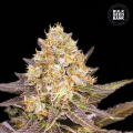 Lavender Best - BULK SEED BANK