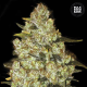 Psychedelic - BULK SEED BANK | TanieSianie.pl