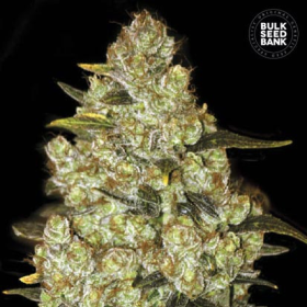 Psychedelic - BULK SEED BANK | TanieSianie.pl