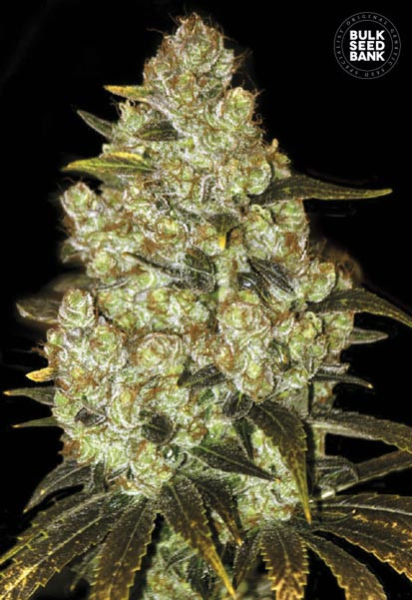 Psychedelic - BULK SEED BANK | TanieSianie.pl