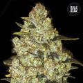 Psychedelic - BULK SEED BANK