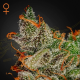 King's Kush - GREEN HOUSE SEEDS | TanieSianie.pl