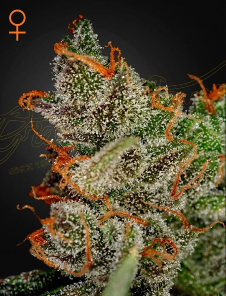 King's Kush - GREEN HOUSE SEEDS | TanieSianie.pl