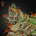 King's Kush - GREEN HOUSE SEEDS