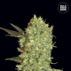 Marley's Bud - BULK SEED BANK | TanieSianie.pl