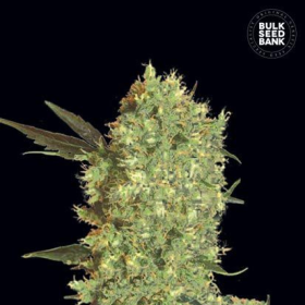 Marley's Bud - BULK SEED BANK | TanieSianie.pl