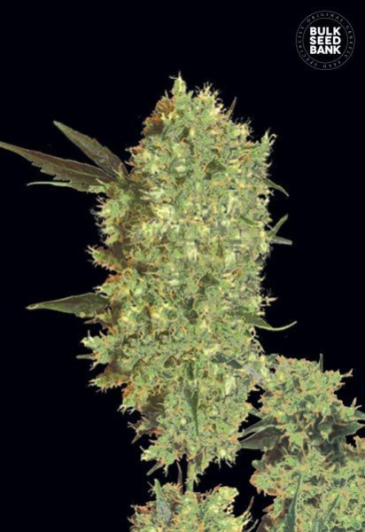 Marley's Bud - BULK SEED BANK | TanieSianie.pl