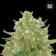 Master Kush Grand - BULK SEED BANK | TanieSianie.pl