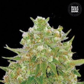 Master Kush Grand - BULK SEED BANK | TanieSianie.pl