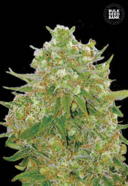 Master Kush Grand - BULK SEED BANK | TanieSianie.pl