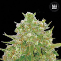 Master Kush Grand - BULK SEED BANK