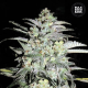 Mazar Extra - BULK SEEDS BANK | TanieSianie.pl