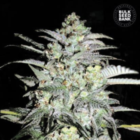 Mazar Extra - BULK SEEDS BANK | TanieSianie.pl