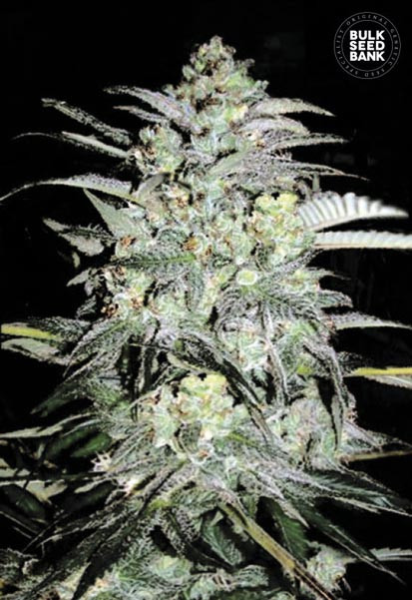 Mazar Extra - BULK SEEDS BANK | TanieSianie.pl