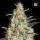 New's Haze - BULK SEED BANK | TanieSianie.pl