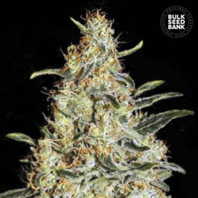 New's Haze - BULK SEED BANK | TanieSianie.pl