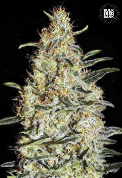 New's Haze - BULK SEED BANK | TanieSianie.pl