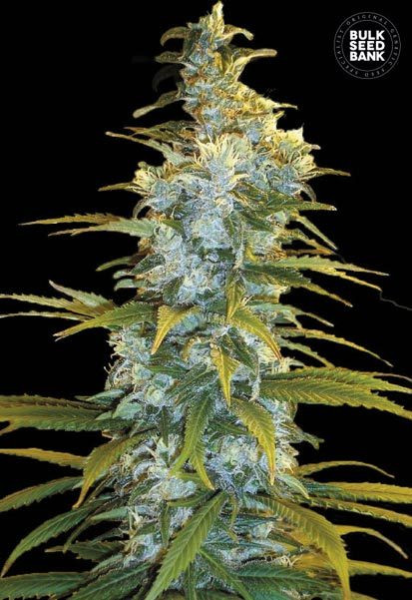 Northern Light - BULK SEEDS BANK | TanieSianie.pl