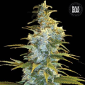 Northern Light - BULK SEEDS BANK