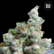 NBA Diesel - BULK SEED BANK | TanieSianie.pl
