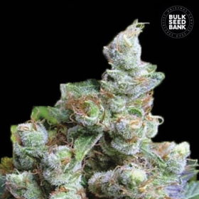 NBA Diesel - BULK SEED BANK | TanieSianie.pl