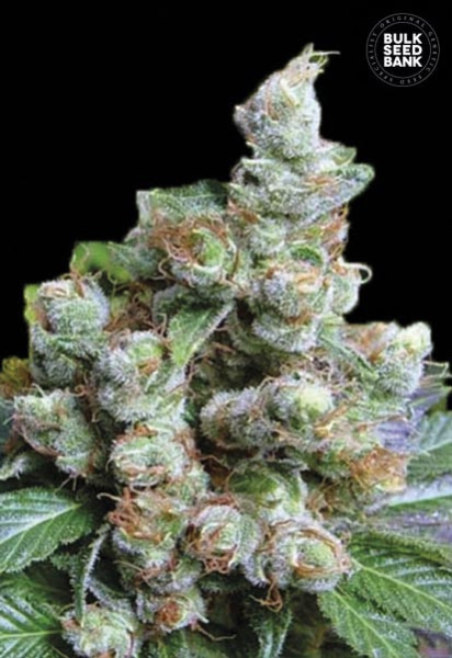 NBA Diesel - BULK SEED BANK | TanieSianie.pl