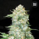 OG Kush - BULK SEEDS BANK | TanieSianie.pl
