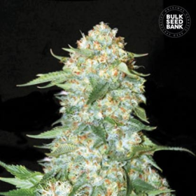 OG Kush - BULK SEEDS BANK | TanieSianie.pl
