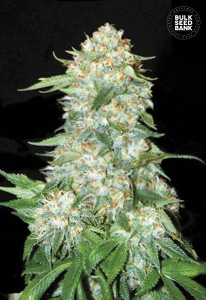 OG Kush - BULK SEEDS BANK | TanieSianie.pl