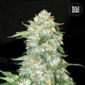 OG Kush - BULK SEEDS BANK