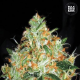 Original Orange Bud - BULK SEEDS BANK | TanieSianie.pl
