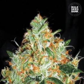 Original Orange Bud - BULK SEEDS BANK | TanieSianie.pl