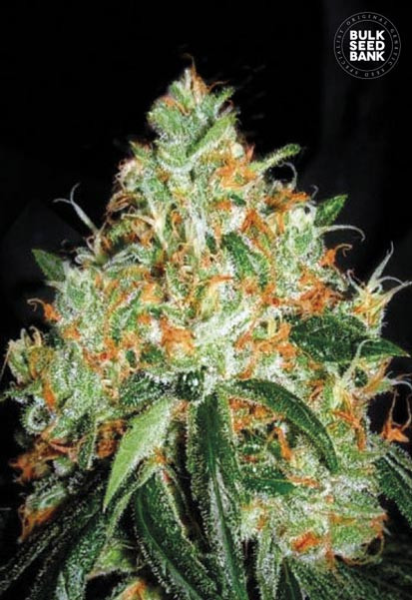 Original Orange Bud - BULK SEEDS BANK | TanieSianie.pl