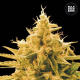 Ananas Funk - BULK SEED BANK | TanieSianie.pl
