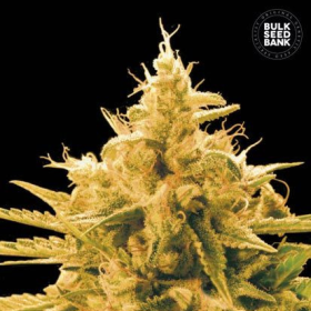 Ananas Funk - BULK SEED BANK | TanieSianie.pl