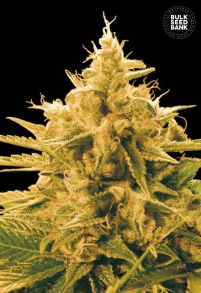 Ananas Funk - BULK SEED BANK | TanieSianie.pl