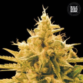 Ananas Funk - BULK SEED BANK