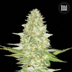 Perfect Power Plant - BULK SEED BANK | TanieSianie.pl