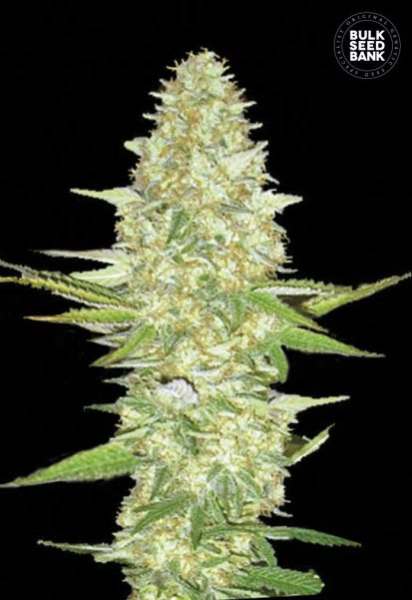 Perfect Power Plant - BULK SEED BANK | TanieSianie.pl