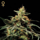 King's Kush - GREEN HOUSE SEEDS | TanieSianie.pl