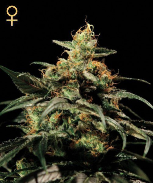 King's Kush - GREEN HOUSE SEEDS | TanieSianie.pl