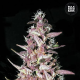 Purple Glam Kush - BULK SEED BANK | TanieSianie.pl