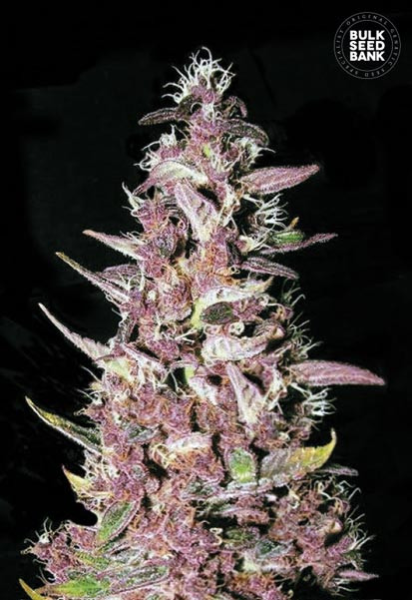 Purple Glam Kush - BULK SEED BANK | TanieSianie.pl