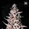 Purple Glam Kush - BULK SEED BANK