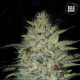 Sensible Star - BULK SEED BANK | TanieSianie.pl