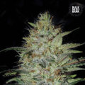 Sensible Star - BULK SEED BANK