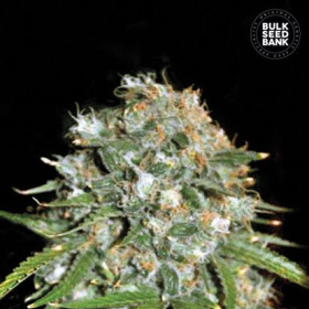 Skunk#99 - BULK SEED BANK | TanieSianie.pl