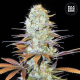 Sunmango - BULK SEED BANK | TanieSianie.pl
