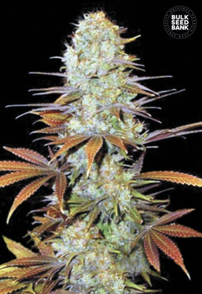 Sunmango - BULK SEED BANK | TanieSianie.pl
