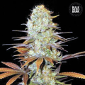 Sunmango - BULK SEED BANK